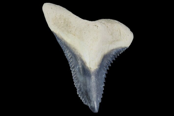 Fossil Shark Tooth (Hemipristis) - Bone Valley, Florida #113843